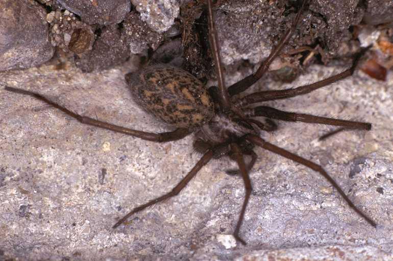 Tegenaria_atrica_P0128_Z_75_Veenendaal_Nederland.jpg