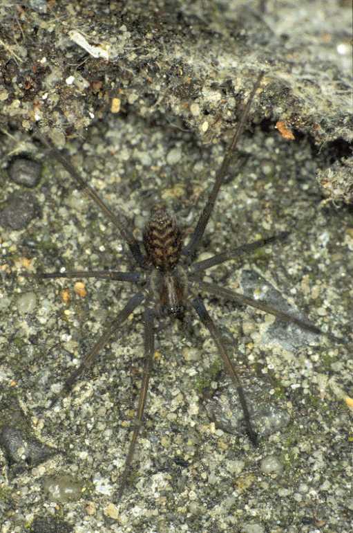 Tegenaria_atrica_P0293_Z_83_Badhoevedorp_Nederland.jpg