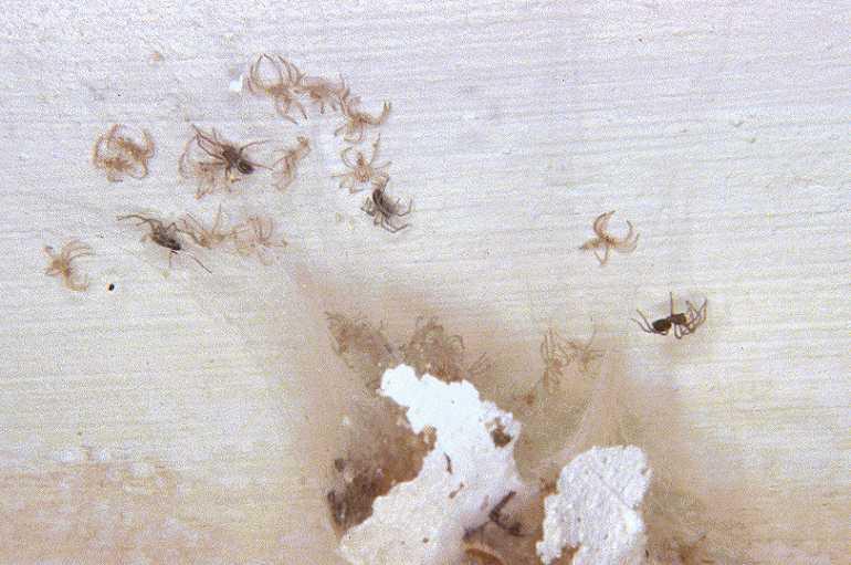 Tegenaria_atrica_P1193_Z_80_Ooij_Nederland.jpg