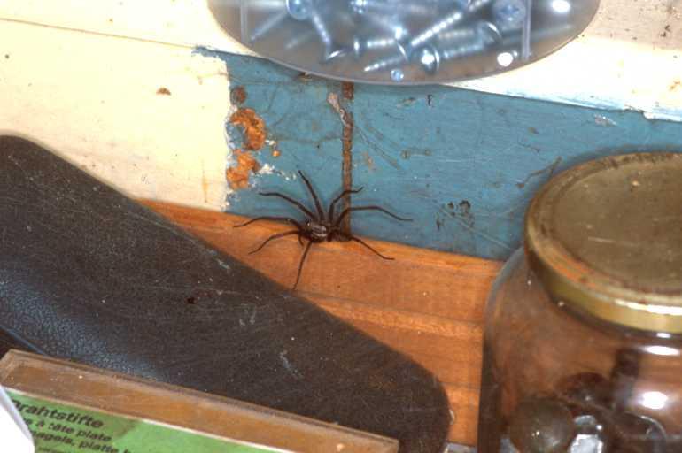 Tegenaria_atrica_P1455_Z_82_Badhoevedorp_Nederland.jpg