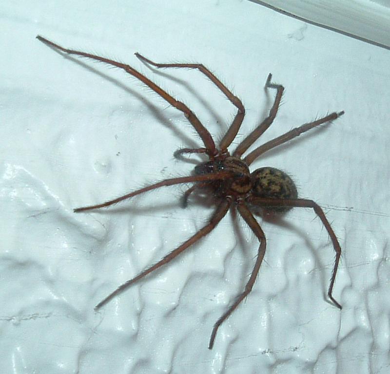 Tegenaria_duellica_D3316_Z_85_Badhoevedorp_Nederland.jpg