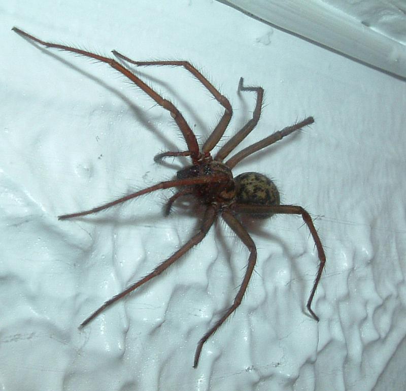 Tegenaria_duellica_D3317_Z_85_Badhoevedorp_Nederland.jpg