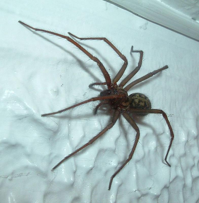 Tegenaria_duellica_D3324_Z_85_Badhoevedorp_Nederland.jpg