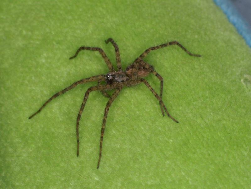Tegenaria_ferruginea_D3124_Z_85_Badhoevedorp_Nederland.jpg