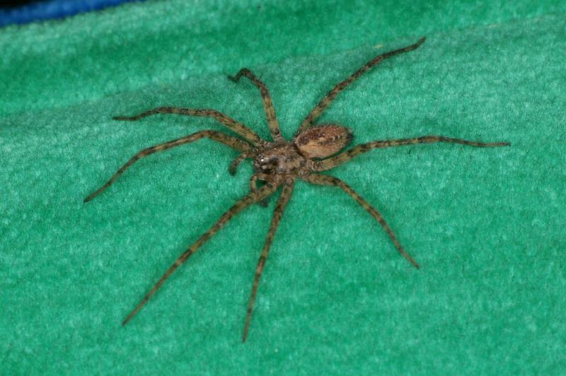 Tegenaria_ferruginea_D3126_Z_85_Badhoevedorp_Nederland.jpg