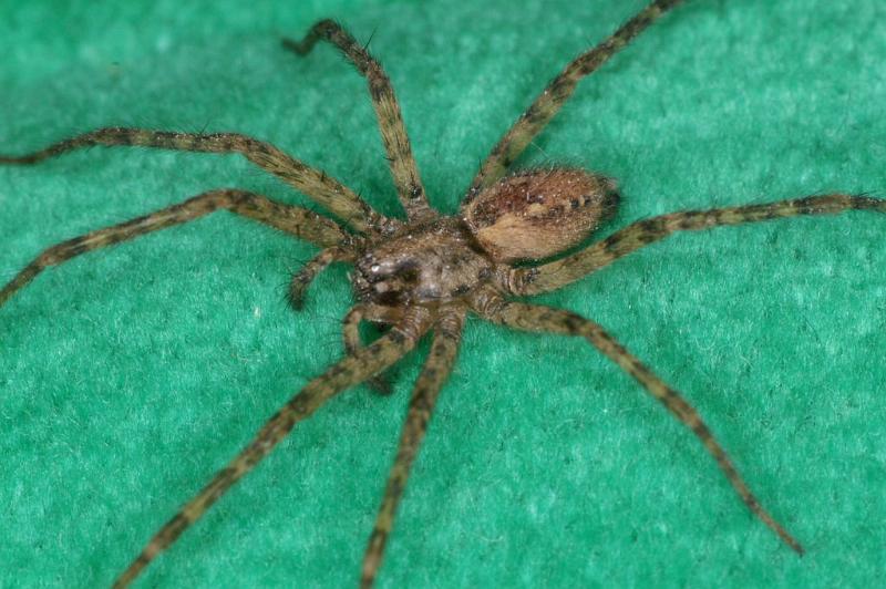 Tegenaria_ferruginea_D3127_Z_88_Badhoevedorp_Nederland.jpg