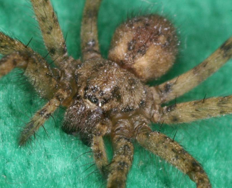 Tegenaria_ferruginea_D3128_Z_88_Badhoevedorp_Nederland.jpg