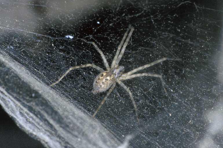 Tegenaria_silvestris_P0730_Z_87_-_Frankrijk.jpg