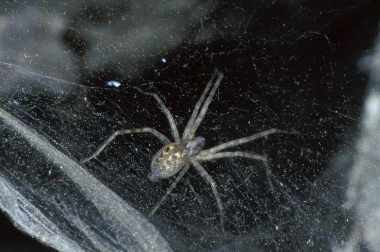 Tegenaria_silvestris_P0731_Z_82_-_Frankrijk.jpg