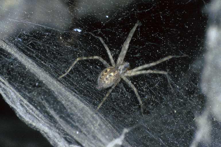Tegenaria_silvestris_P0732_Z_81_-_Frankrijk.jpg