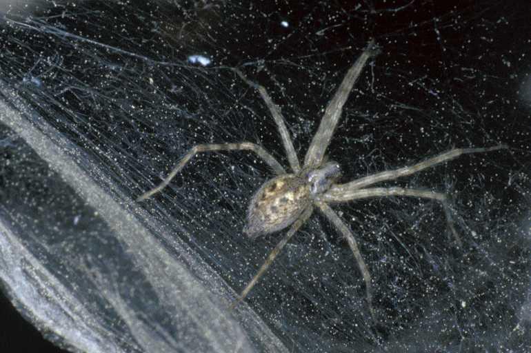 Tegenaria_silvestris_P0733_Z_90_-_Frankrijk.jpg