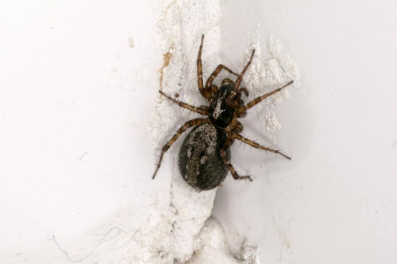 Textrix_denticulata_D3745_Z_75_Badhoevedorp_Nederland.jpg