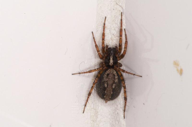 Textrix_denticulata_D3746_Z_80_Badhoevedorp_Nederland.jpg