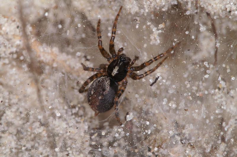 Textrix_denticulata_D4415_Z_85_Oostvlieland_Nederland.jpg