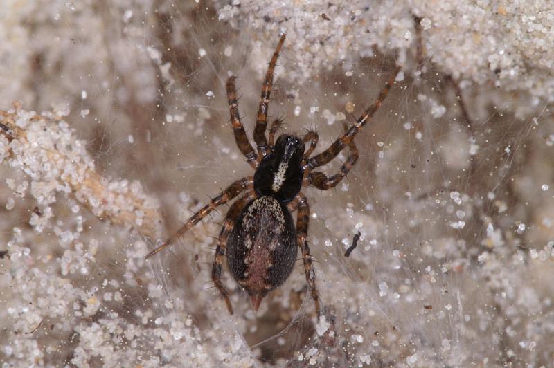 Textrix_denticulata_D4416_Z_86_Oostvlieland_Nederland.jpg