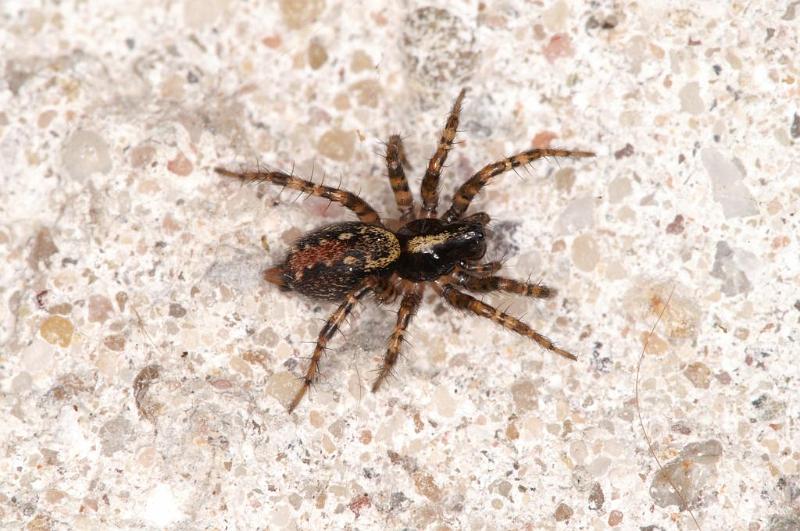 Textrix_denticulata_D5679_Z_90_Ooij_Nederland.jpg
