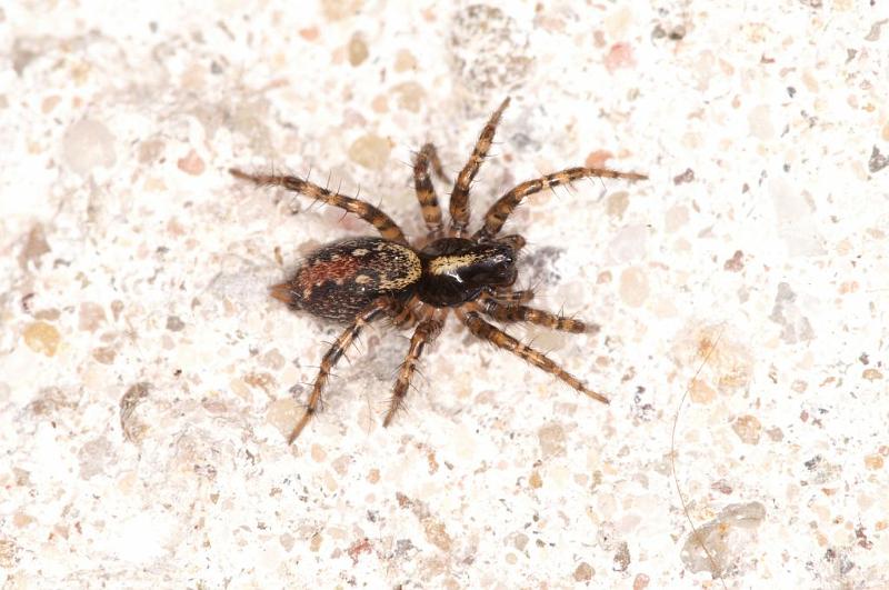 Textrix_denticulata_D5681_Z_89_Ooij_Nederland.jpg