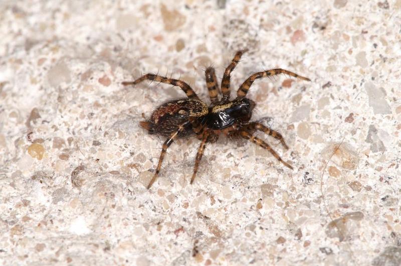 Textrix_denticulata_D5682_Z_90_Ooij_Nederland.jpg