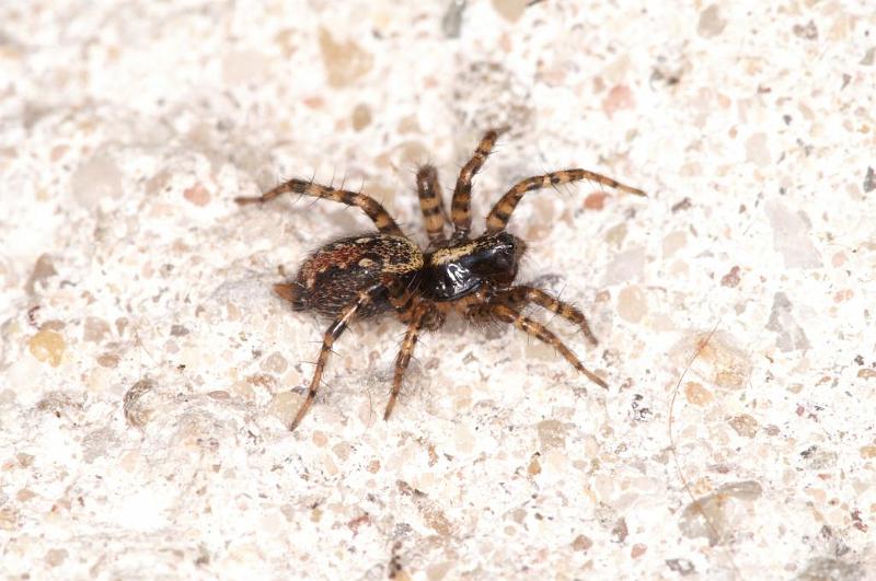 Textrix_denticulata_D5683_Z_88_Ooij_Nederland.jpg
