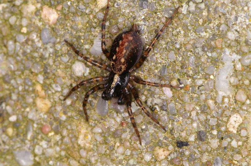 Textrix_denticulata_D5714_Z_87_Ooij_Nederland.jpg