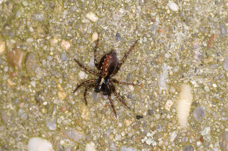 Textrix_denticulata_D5715_Z_88_Ooij_Nederland.jpg