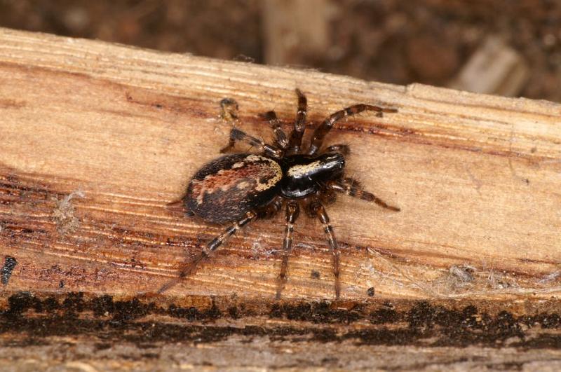 Textrix_denticulata_D5737_Z_90_Ooij_Nederland.jpg