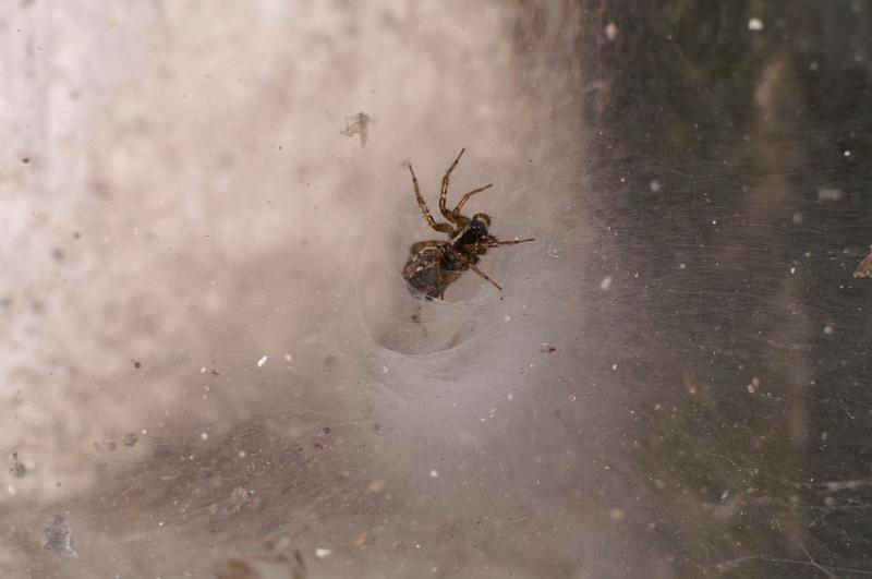 Textrix_denticulata_D5824_Z_82_Badhoevedorp_Nederland.jpg
