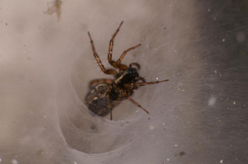 Textrix_denticulata_D5825_Z_85_Badhoevedorp_Nederland.jpg