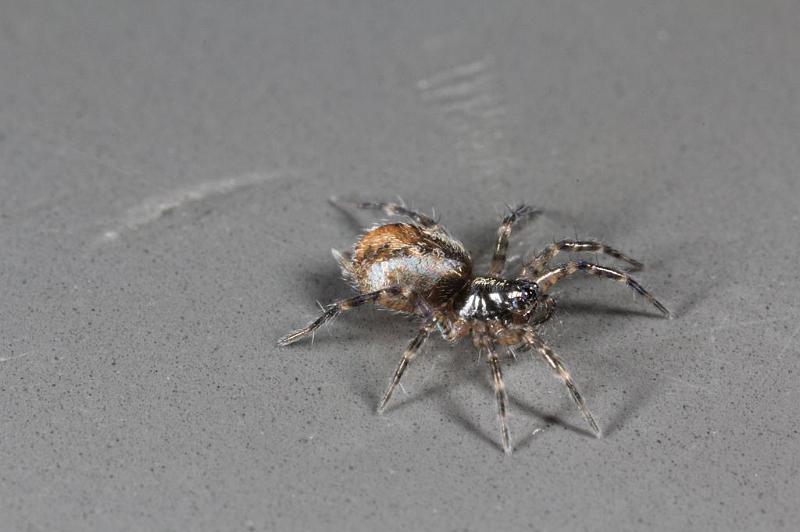 Textrix_denticulata_D7587_Z_84_Badhoevedorp_Nederland.jpg