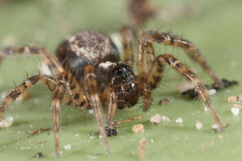 Textrix_denticulata_D7588_Z_86_Badhoevedorp_Nederland.jpg
