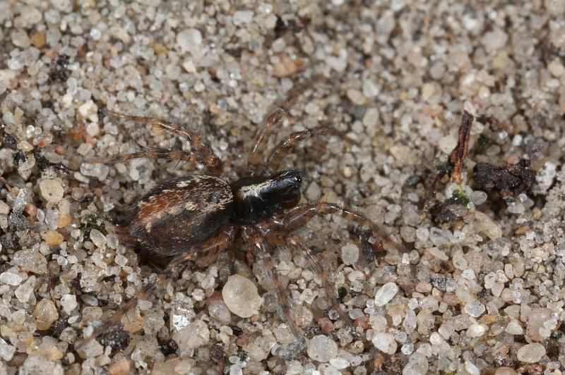 Textrix_denticulata_D7589_Z_89_Badhoevedorp_Nederland.jpg