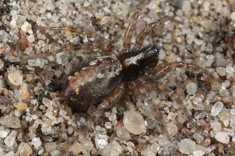 Textrix_denticulata_D7590_Z_87_Badhoevedorp_Nederland.jpg