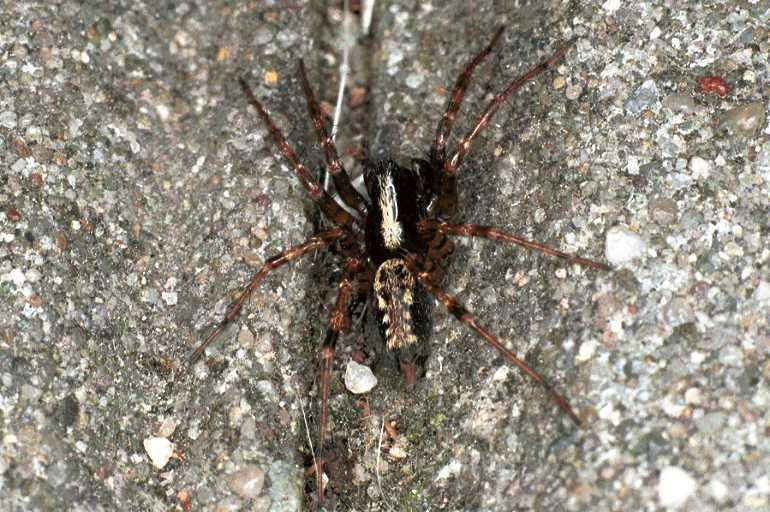 Textrix_denticulata_F0102_Z_78_Badhoevedorp_Nederland.jpg