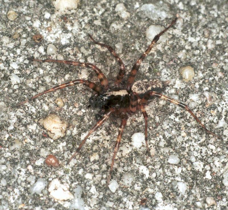 Textrix_denticulata_F0104_Z_85_Badhoevedorp_Nederland.jpg