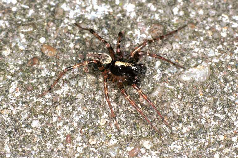 Textrix_denticulata_F0105_Z_85_Badhoevedorp_Nederland.jpg