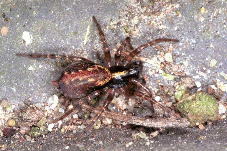 Textrix_denticulata_F0944_Z_93_Ooij_Nederland.jpg