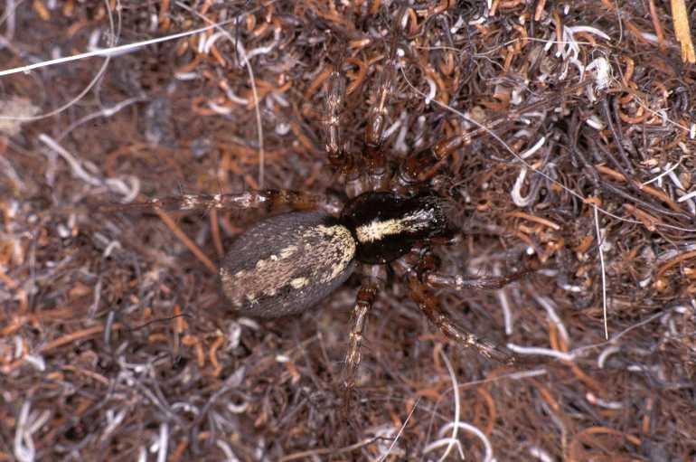 Textrix_denticulata_P0127_Z_90_Badhoevedorp_Nederland.jpg