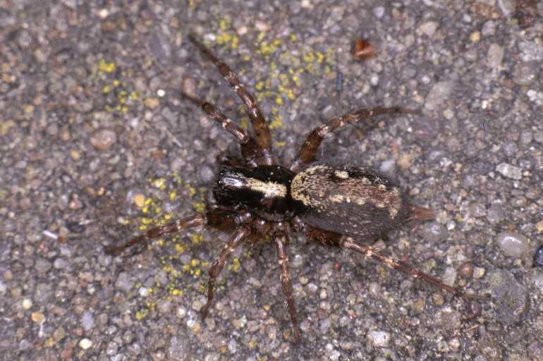 Textrix_denticulata_P0139_Z_90_Badhoevedorp_Nederland.jpg