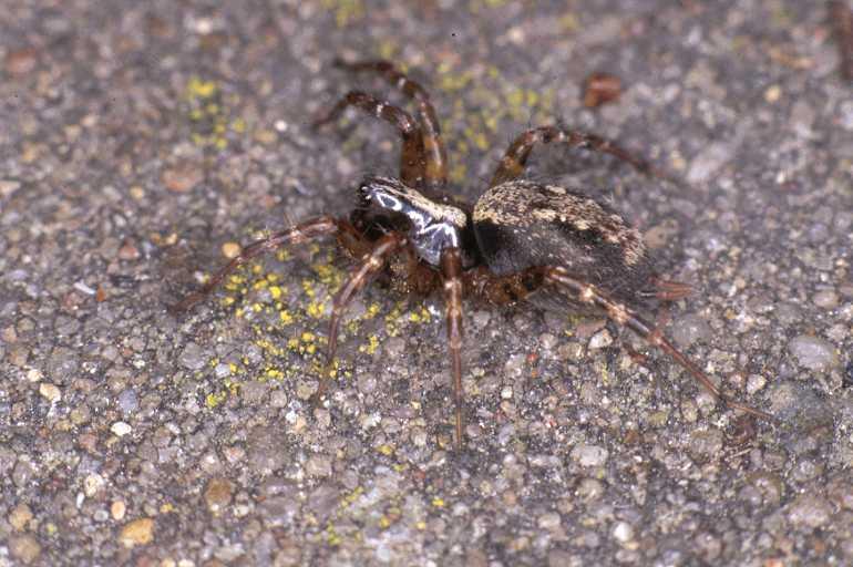 Textrix_denticulata_P0140_Z_85_Badhoevedorp_Nederland.jpg