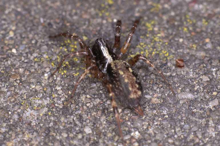 Textrix_denticulata_P0174_Z_75_Badhoevedorp_Nederland.jpg