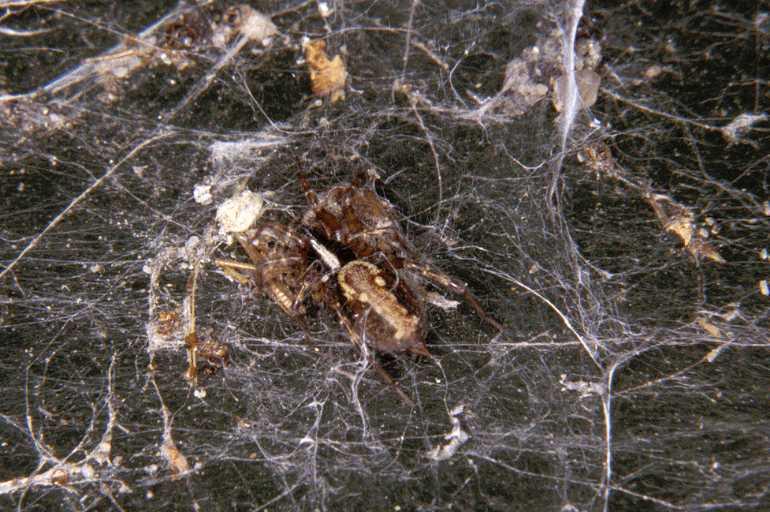 Textrix_denticulata_P1192_Z_80_Ooij_Nederland.jpg