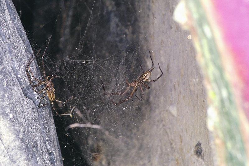 ZZ_ZZ235_F2303_Z_85_Paponga_Nieuw-Zeeland.jpg