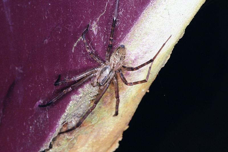 ZZ_ZZ235_F2304_Z_87_Paponga_Nieuw-Zeeland.jpg