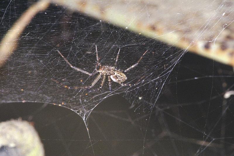 ZZ_ZZ235_F2311_Z_88_Paponga_Nieuw-Zeeland.jpg