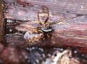 Agelena_ZZXYX_D2850_Z_85_Badhoevedorp_Nederland