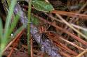 Agelena_gracilens_P0726_Z_90_-_Frankrijk