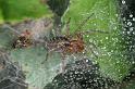 Agelena_labyrinthica_D4440_Z_88_Belversven_Nederland