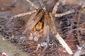 Agelena_labyrinthica_D4468_Z_90_Belversven_Nederland