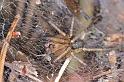 Agelena_labyrinthica_D4469_Z_88_Belversven_Nederland
