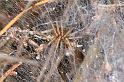 Agelena_labyrinthica_D4470_Z_88_Belversven_Nederland
